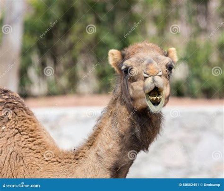 Camel Attacks Owner In India, Severs His Head