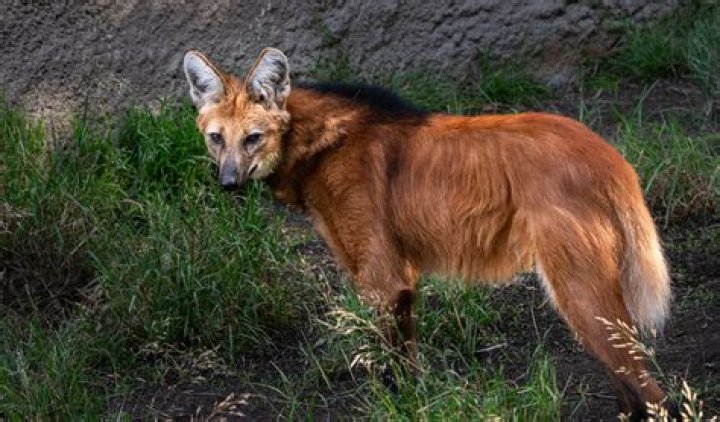 Maned Wolf, The Bizarre 'Golden Dog' From South America