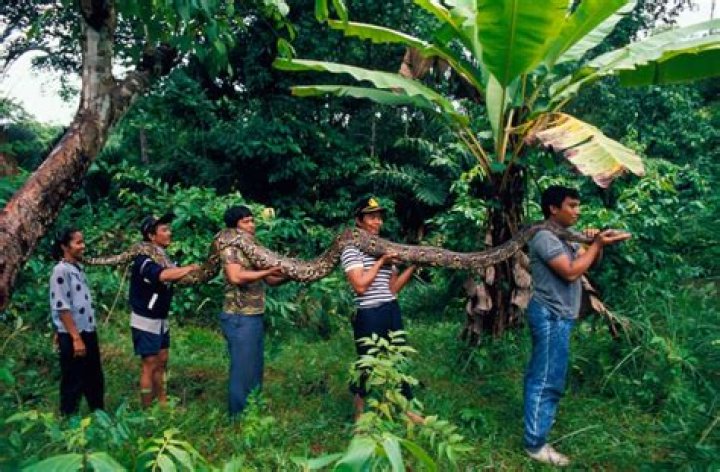 Mother Of Four Swallowed Whole By Python In Indonesia