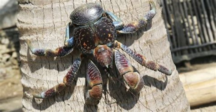 Why Animals Keep Evolving Into Crabs